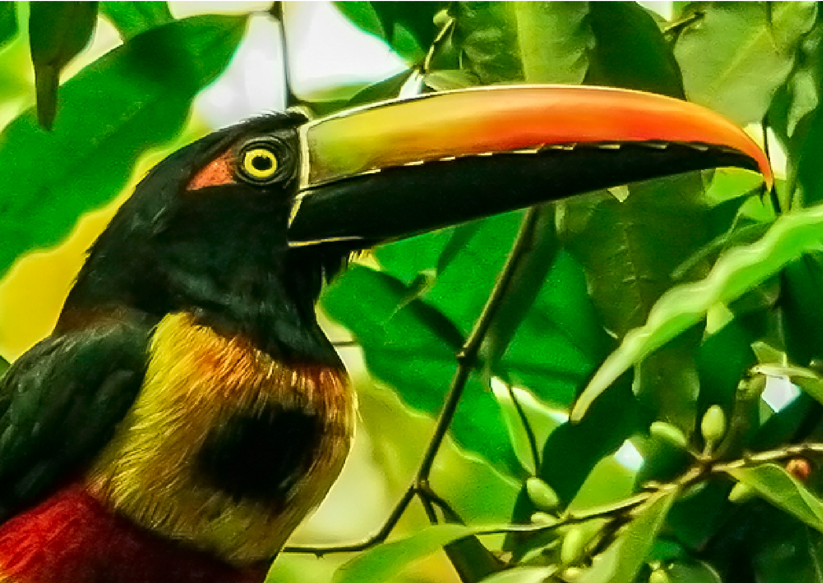 Birdwatching Manuel Antonio 1