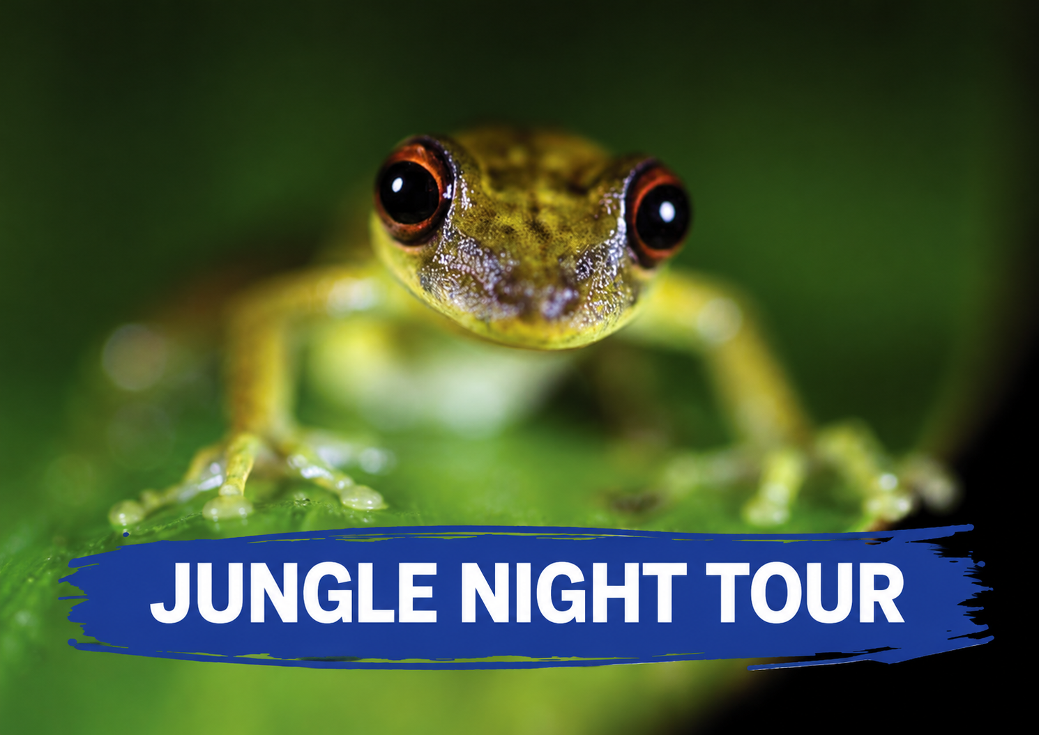 Jungle Night Tour experience with blue brush title
