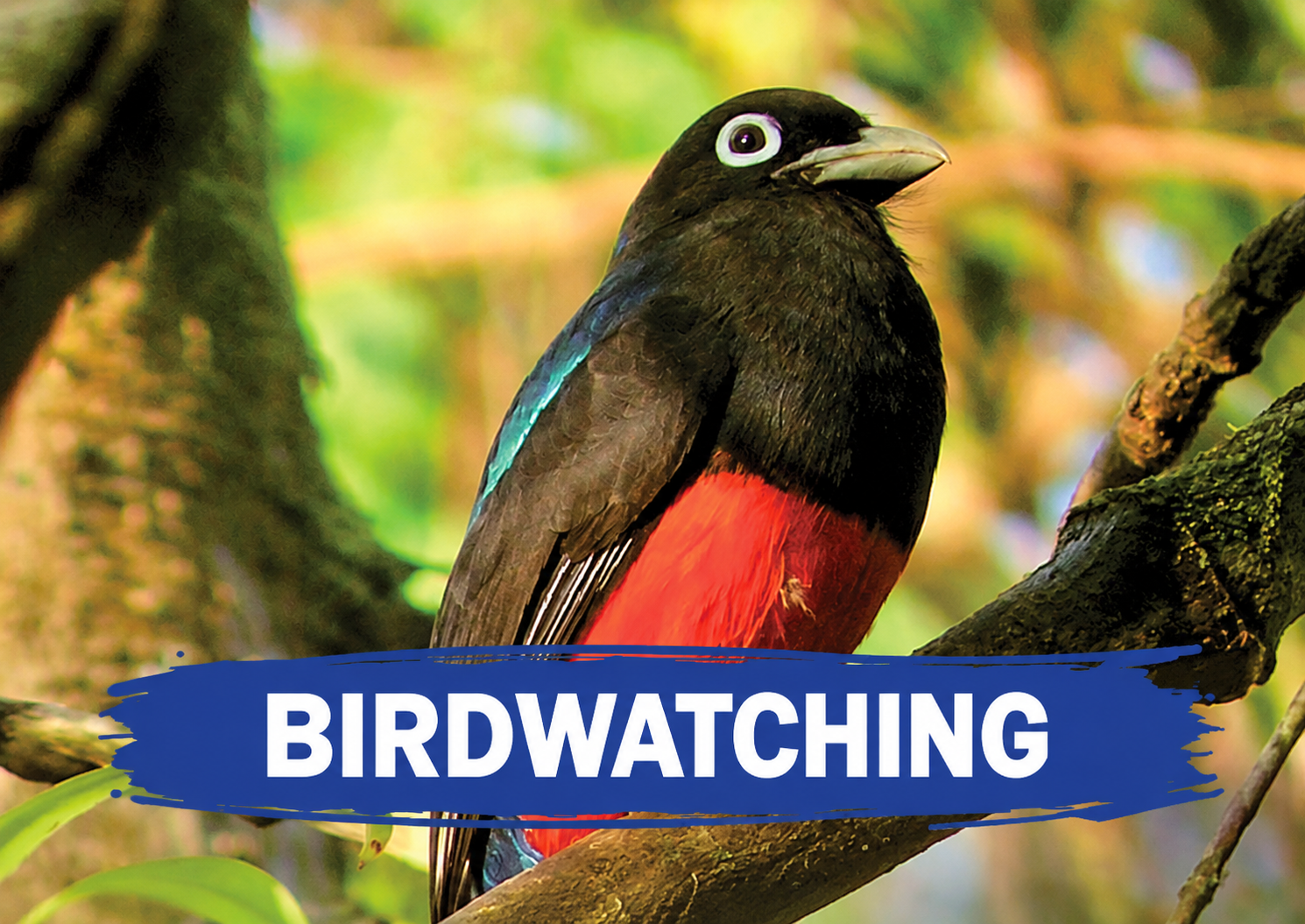Birdwatching experience with blue brush title