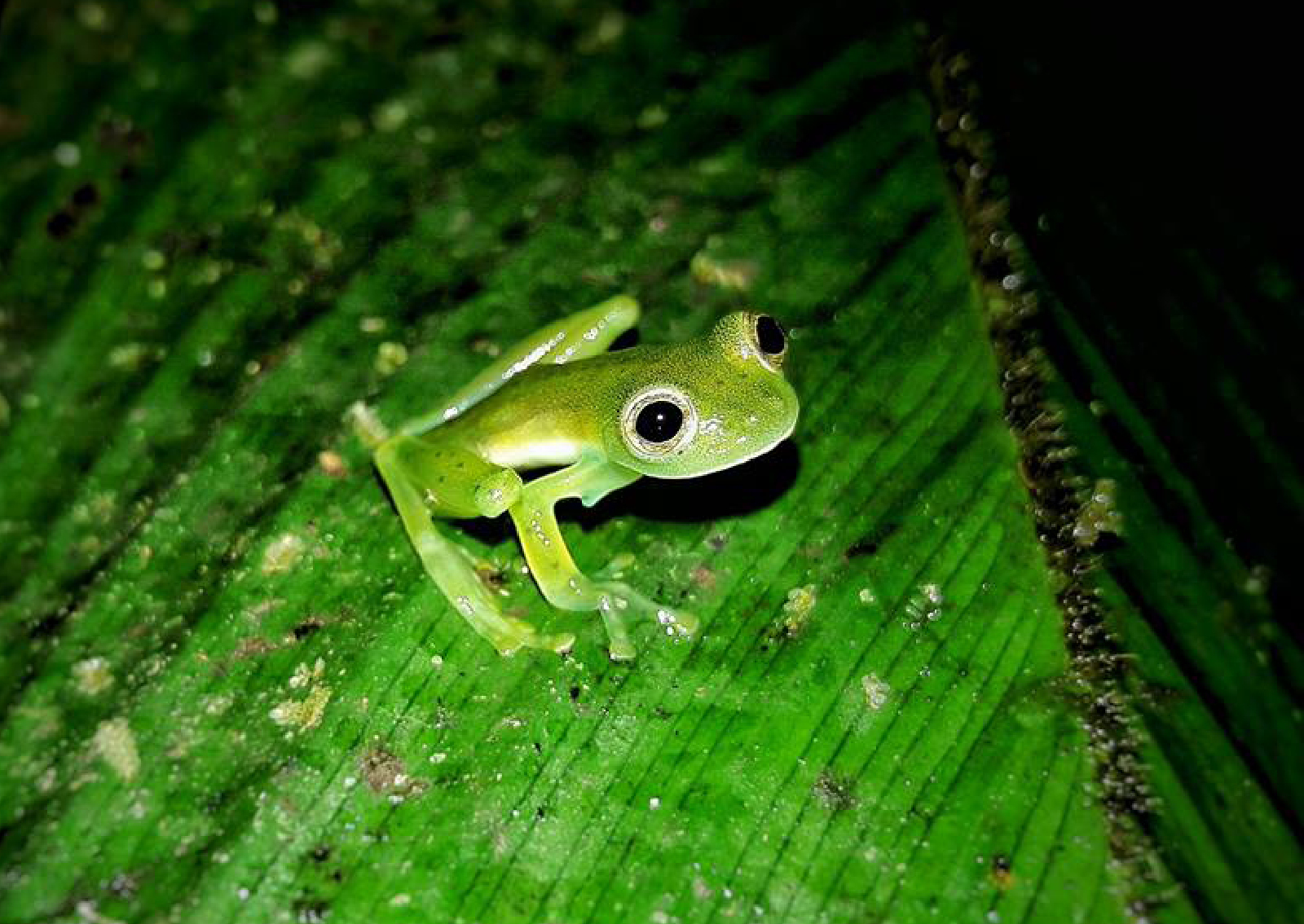 Glass Frogs COsta Rica Park river