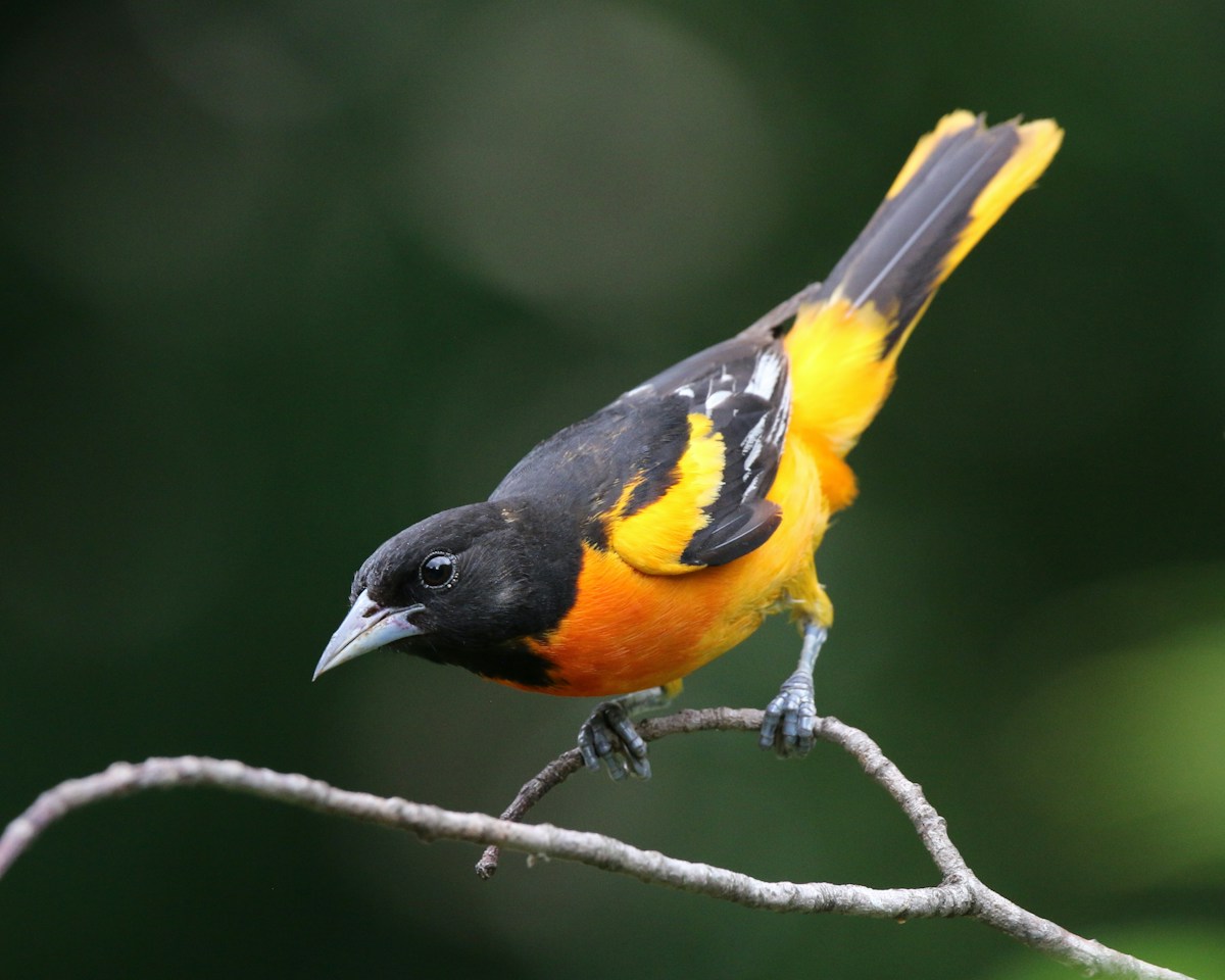 Baltimore Oriole