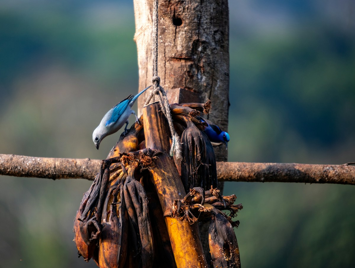 Blue-gray Tanager