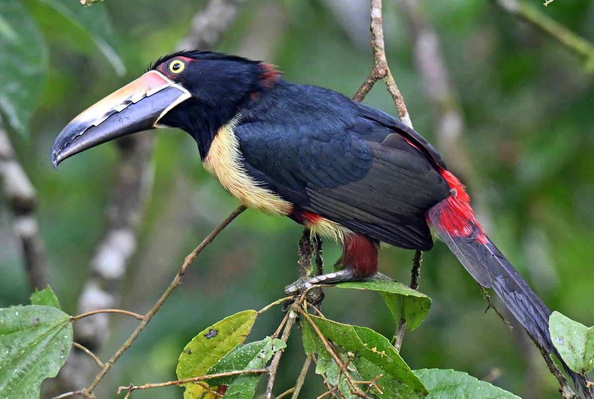 Collared Aracari