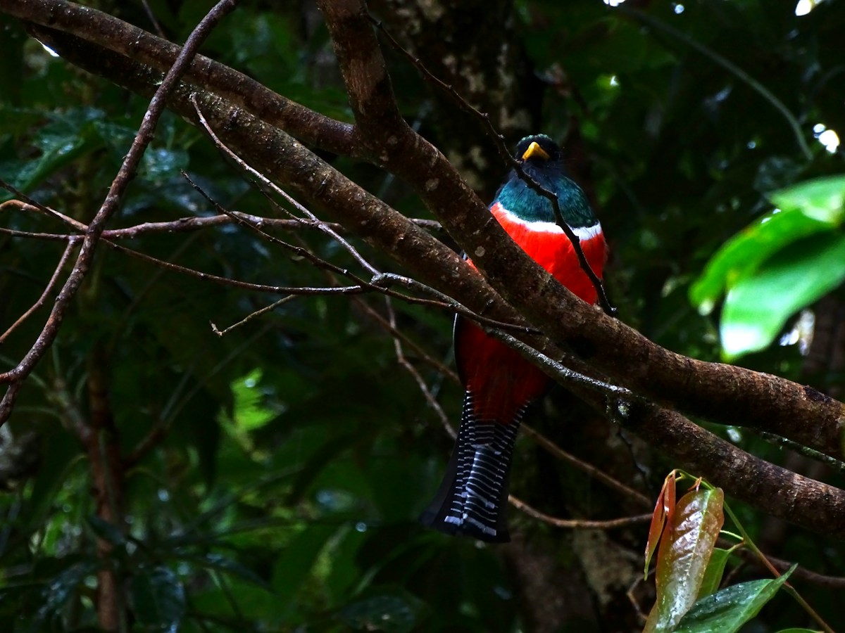 Collared Trogon