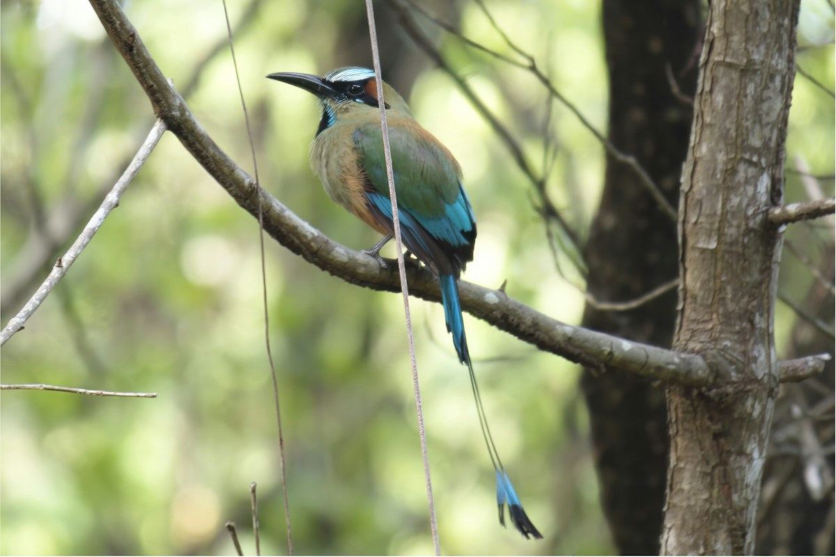 Turquoise-browed Motmot