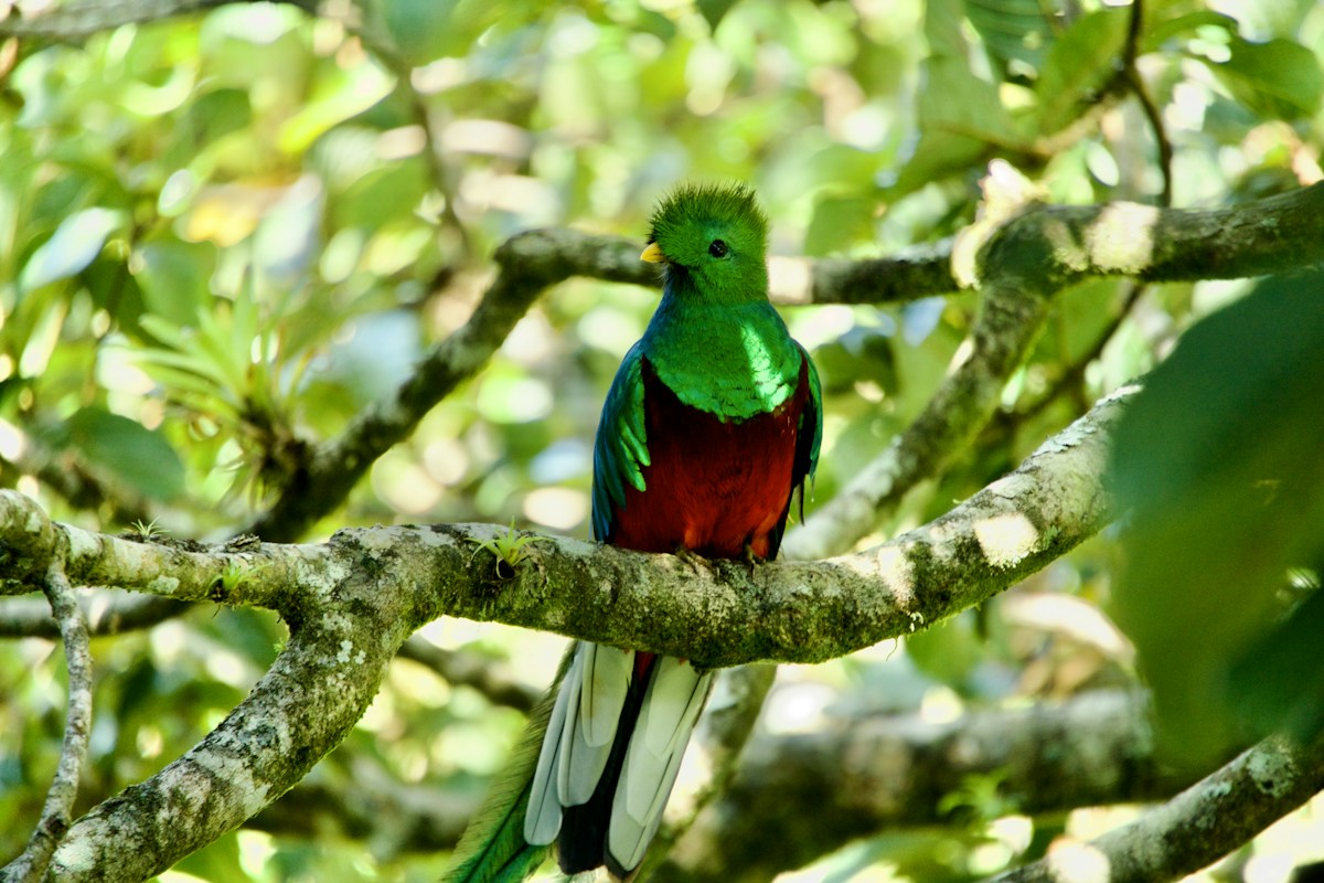 Resplendent Quetzal