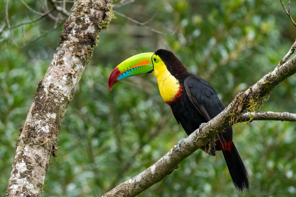 Keel-billed Toucan